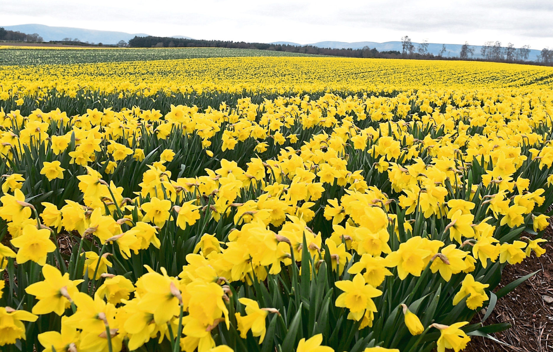 Grampian Growers has lost around a million bunches of daffodils since picking halted last week.