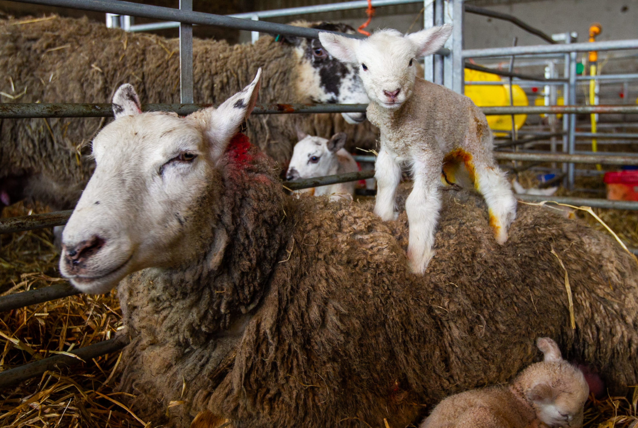 Comedian Jim Smith will call out the numbers from his lambing shed.