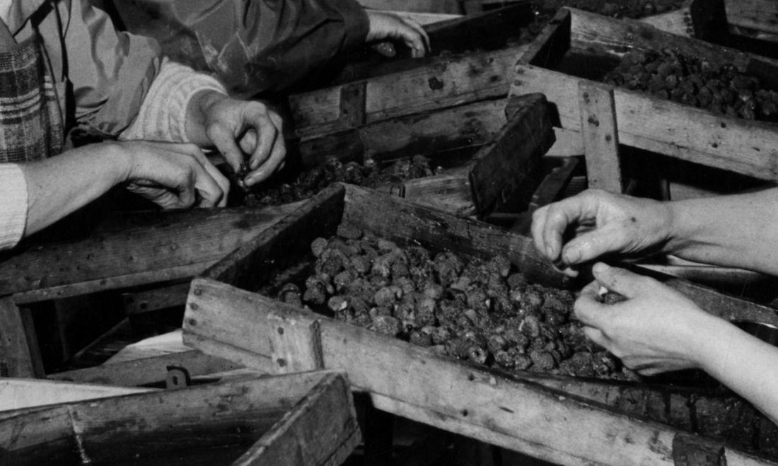 Berry-picking was a major industry across Tayside and Fife in the 20th century.