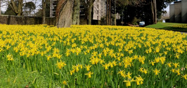 February Gold narcissus