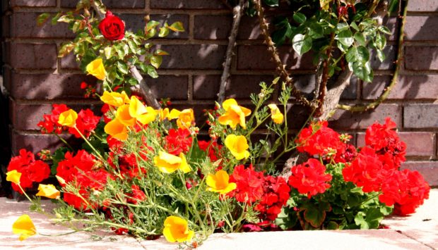 Geraniums with Californian Poppies
