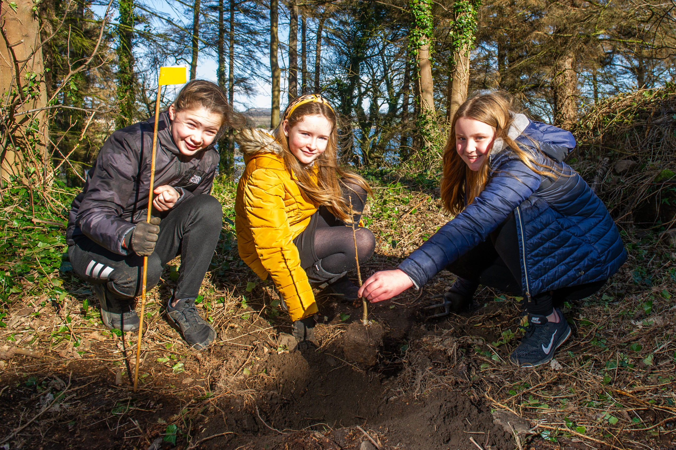 Donibristle PS pupils Abbie Duff (12), Holly Burns (11) and Erin Sinclair (11), planting new oak trees in ancient woodland in Dalgety Bay