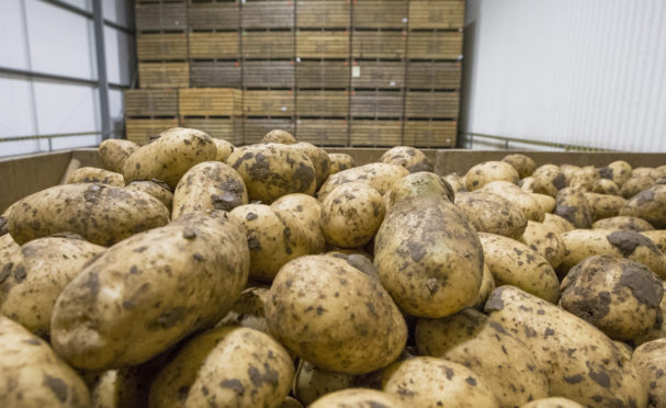 The meeting is open to potato growers and store managers from both the seed and ware sectors.