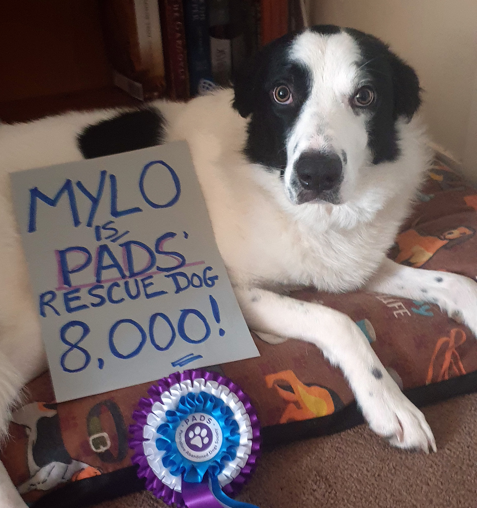 Mylo became the 8,000th dog to be rehomed by PADS.
