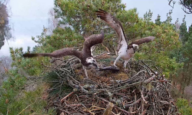 NC0 and LM12 tussle over a fish.