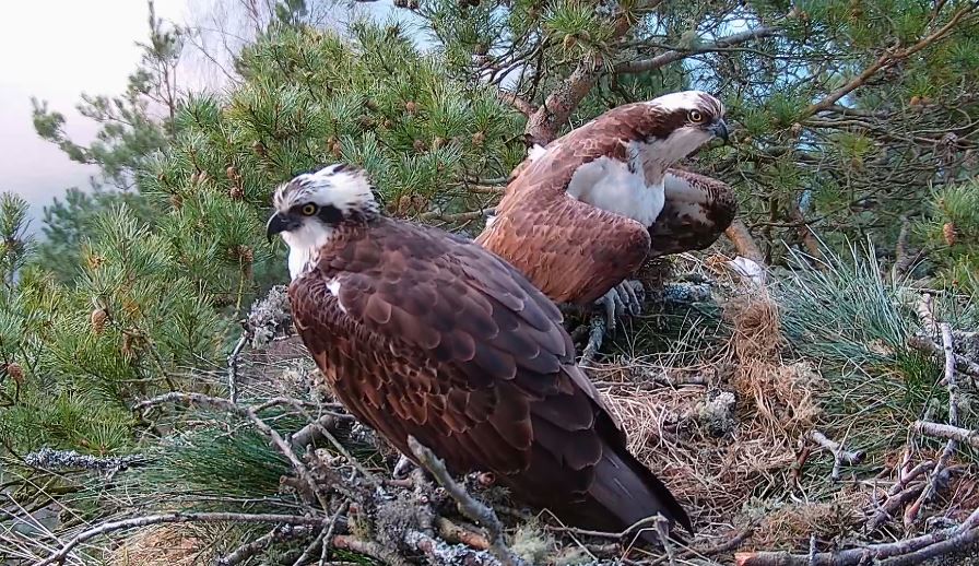 NC0 and LM12, before they disappeared, in the nest at Loch of the Lowes Wildlife Reserve, near Dunkeld.