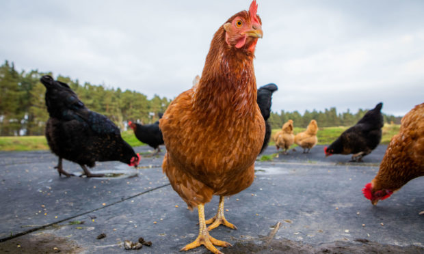 Up to 16,000 birds could be accommodated at a new poultry farm near Crieff.