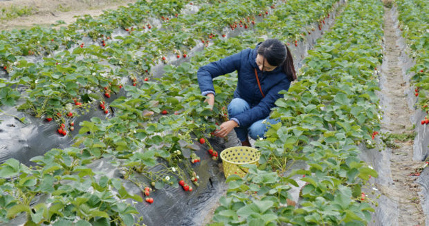 Thousands of fruit pickers are required across Perthshire, Angus and Fife this summer.