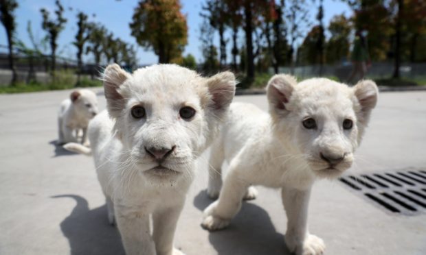 Jiangsu Nantong White Lion Cubs - 23 Apr 2020