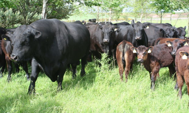 Cows can become violent if they fear their calves are at risk, Murthly Estate have warned.