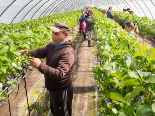 Only a fraction of the regular east European workforce required by growers is currently in the country.