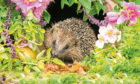 Hedgehog, a very pretty wild, native, European hedgehog surrounded by pink flowers and green foliage.  A delightful summer scene.  The hedgehog is looking forward.  Landscape. Horizontal.; Shutterstock ID 1057806746; Purchase Order: -