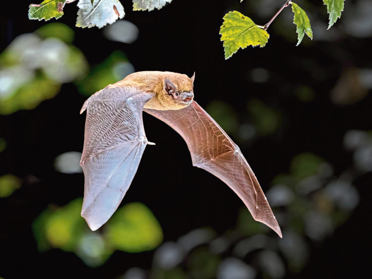 There are so many myths about bats. But isn't this flying pipistrelle cool? Image: Shutterstock.