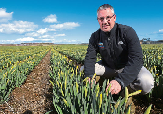 Daffodil bulb exports account for 40% of Grampian Growers  turnover.