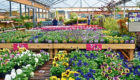he plant and nursery stock sector has lost  markets as garden centres have closed.
