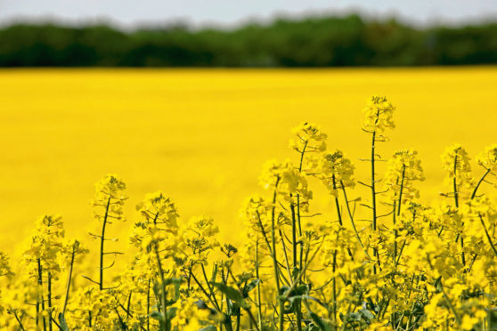 Oilseed rape is the crop in Scotland most affected by the Renewable Energy Directive.