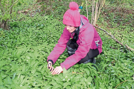 Gayle in amongst vast swathes of wild garlic.