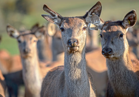 New market research is good news for the wild sector and deer farmers.