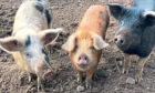 Many smallholders in Scotland rear rare breed pigs.