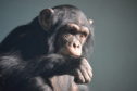 A pensive chimp at Edinburgh Zoo.