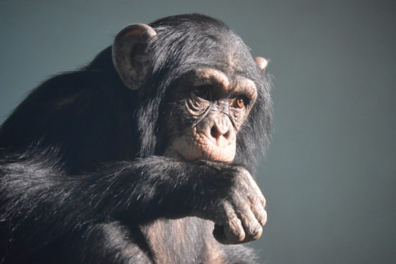 A pensive chimp at Edinburgh Zoo.