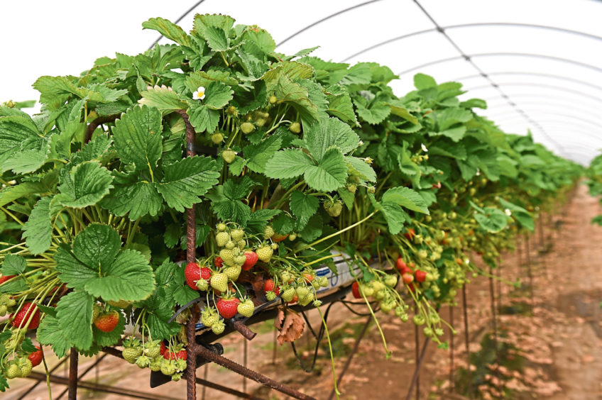 strawberries growing under a poly tunnel.