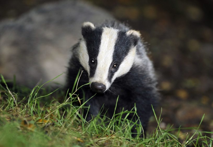 A badger