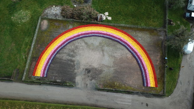 Rainbow of flowers.