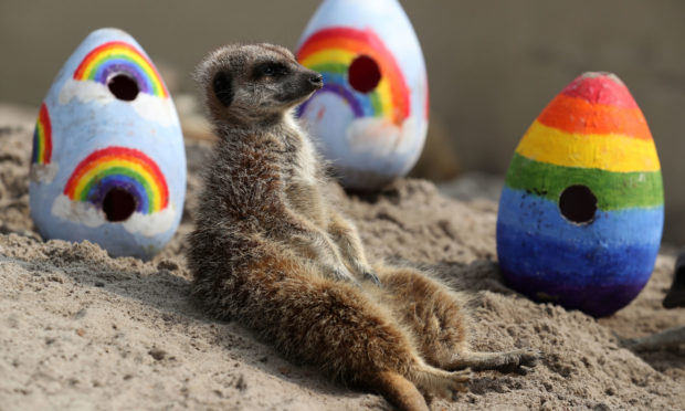 Staff at Blair Drummond Safari Park give their meerkats  rainbow coloured Easter eggs filled with enrichments.  The park is closed to the public at the moment as the UK continues in lockdown to help curb the spread of the coronavirus. PA Photo. Picture date: Friday April 10, 2020. See PA story HEALTH Coronavirus. Photo credit should read: Andrew Milligan/PA Wire