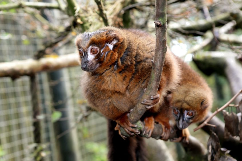 a red-bellied lemur at Camperdown Wildlife park in Dundee