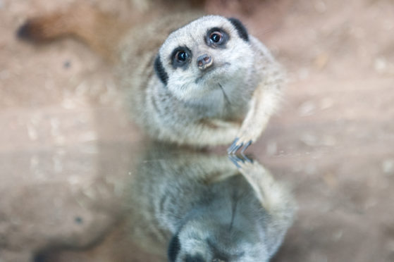 A meerkat at St Andrews Aquarium.