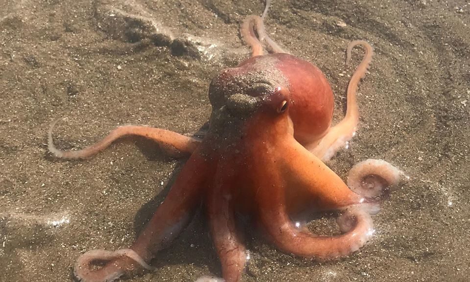 The octopus found by Mikey Cunningham as he walked his dog on Pettycur Bay.