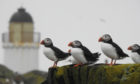 Puffins on the Isle of May.
