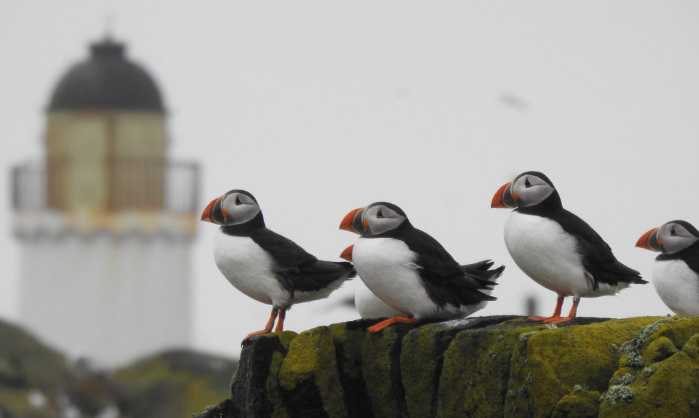 Puffins have returned to the Isle of May in great numbers.