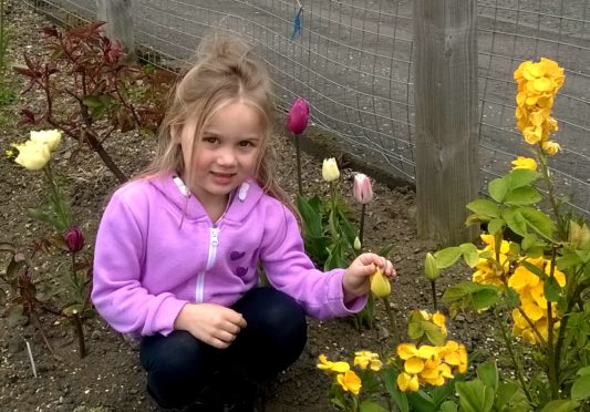 Scarlet admiring the tulips.