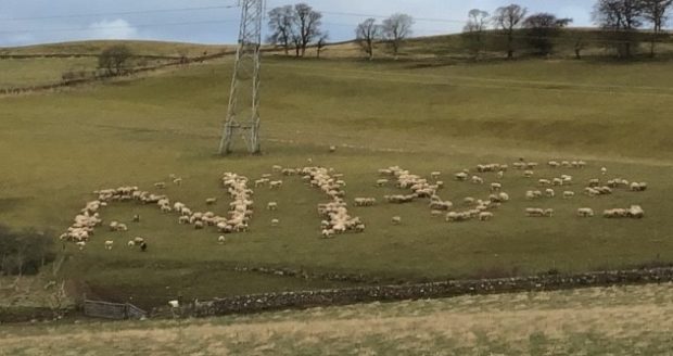 More than 450 ewes were tempted in for the NHS show of support.