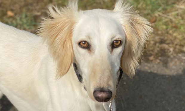 Sookie the saluki was dumped in an Aberdeenshire field.