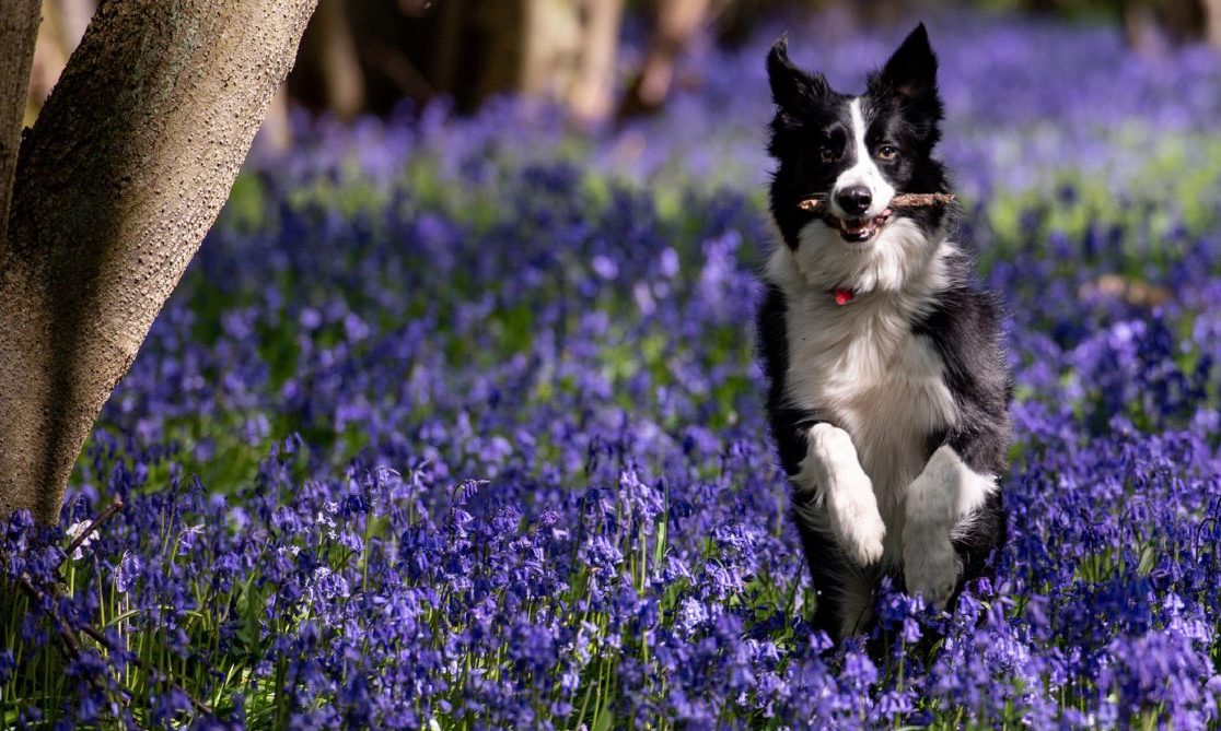 Badger the Border Collie surrounded by bluebells at Shrawley Wood in Worcestershire, as sweltering temperatures are expected to hit the UK at the end of the week bringing the hottest April in almost a decade. PA photo. Picture date Tuesday April 21 2020. WEATHER Spring. Photo credit should read: Jacob King/PA Wire