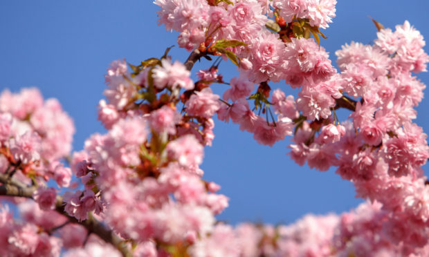 Sakura trees bloom