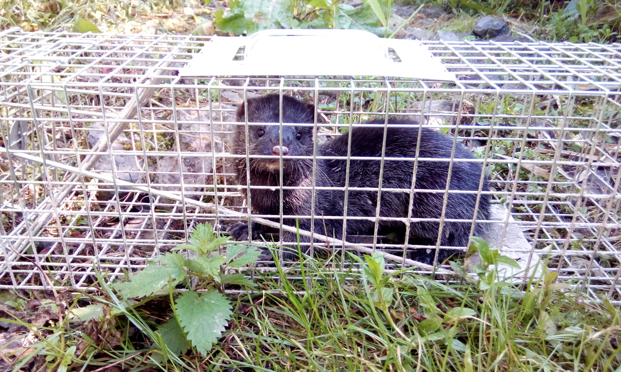 Female American mink in trap -Tay Reedbeds