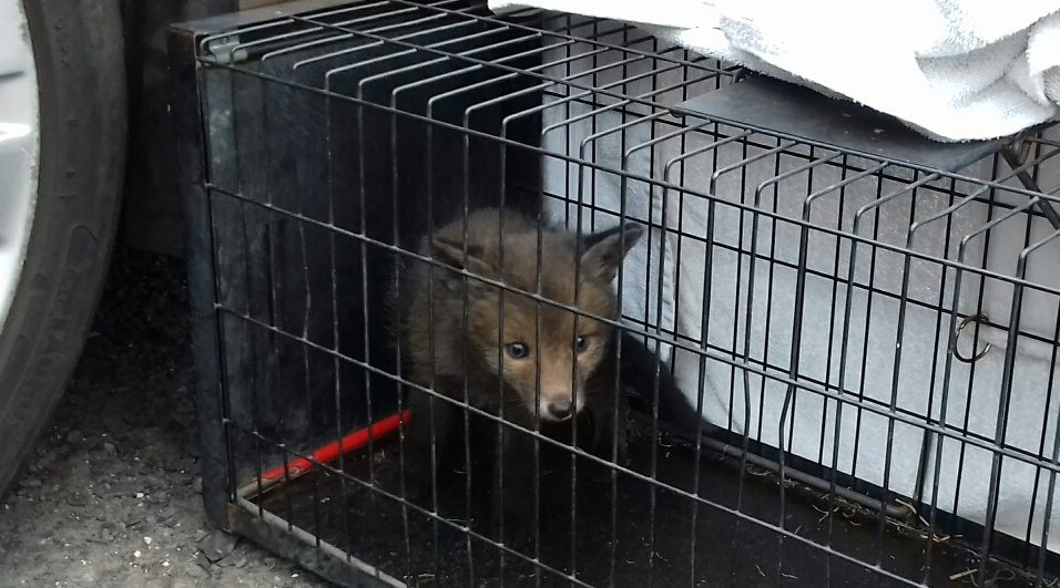 The fox cub may have spent three days under the car bonnet in Scott Street, Dunfermline.