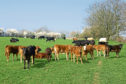 Beef calves; Shutterstock ID 34343617; Purchase Order: -