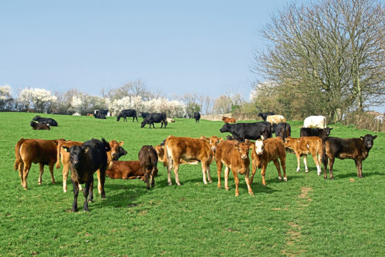 Beef calves; Shutterstock ID 34343617; Purchase Order: -