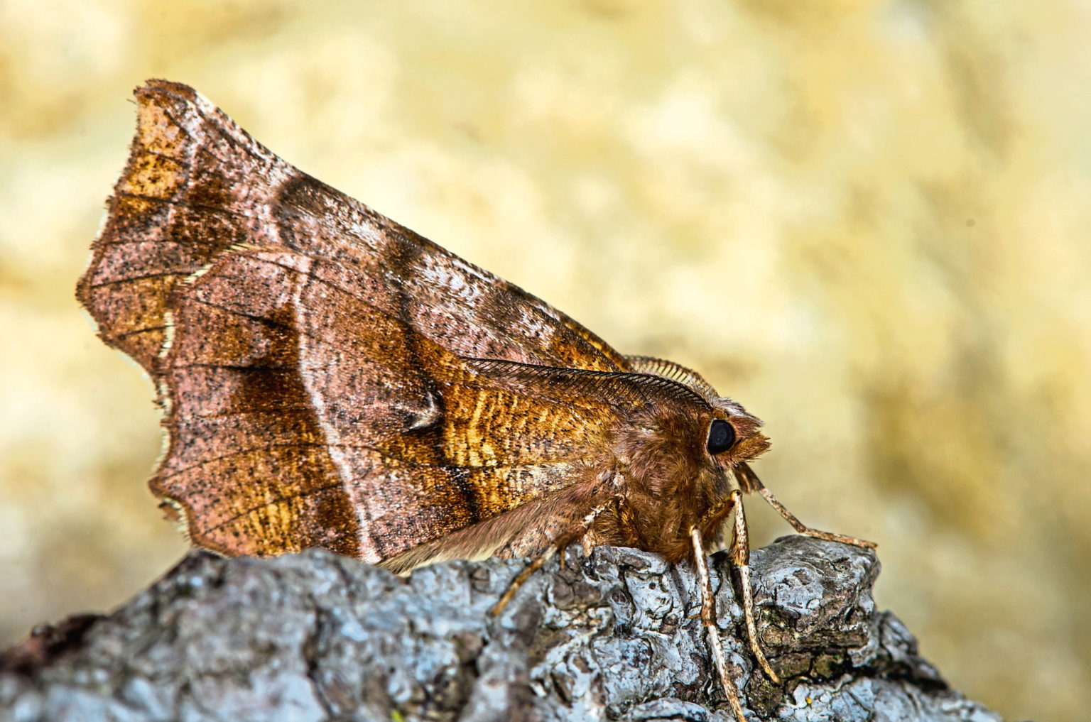 do moths travel in groups