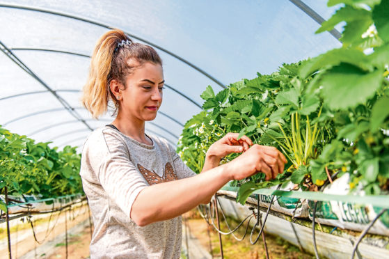 Ensuring farm worker safety is paramount.