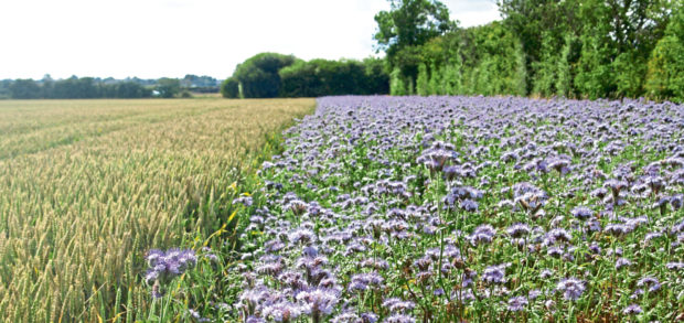 A cover crop of phacelia growing in a field margin.