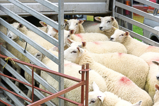 The European Commission has published a critical report on the export of live animals.