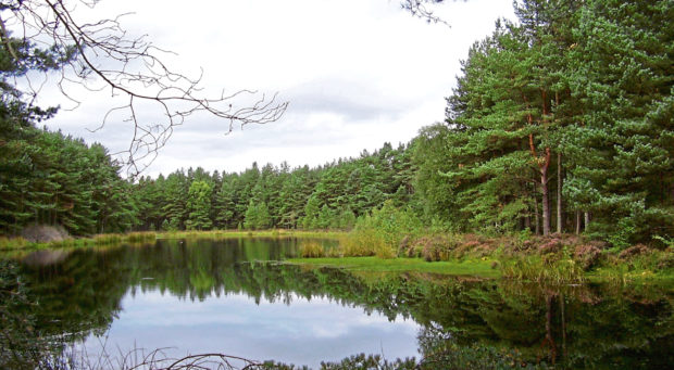 Bordie Loch in Devilla Forest.