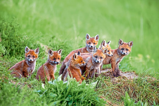 Fox cubs.