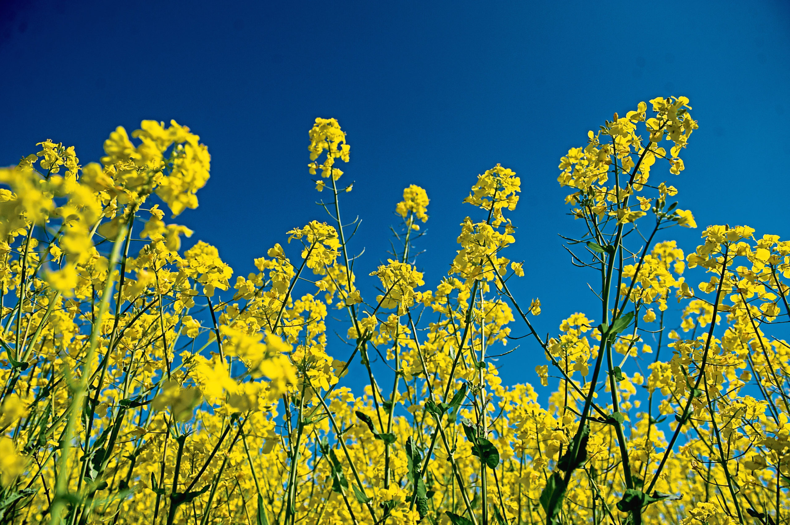 Yellow oilseed rape attracts cabbage stem flea beetles.